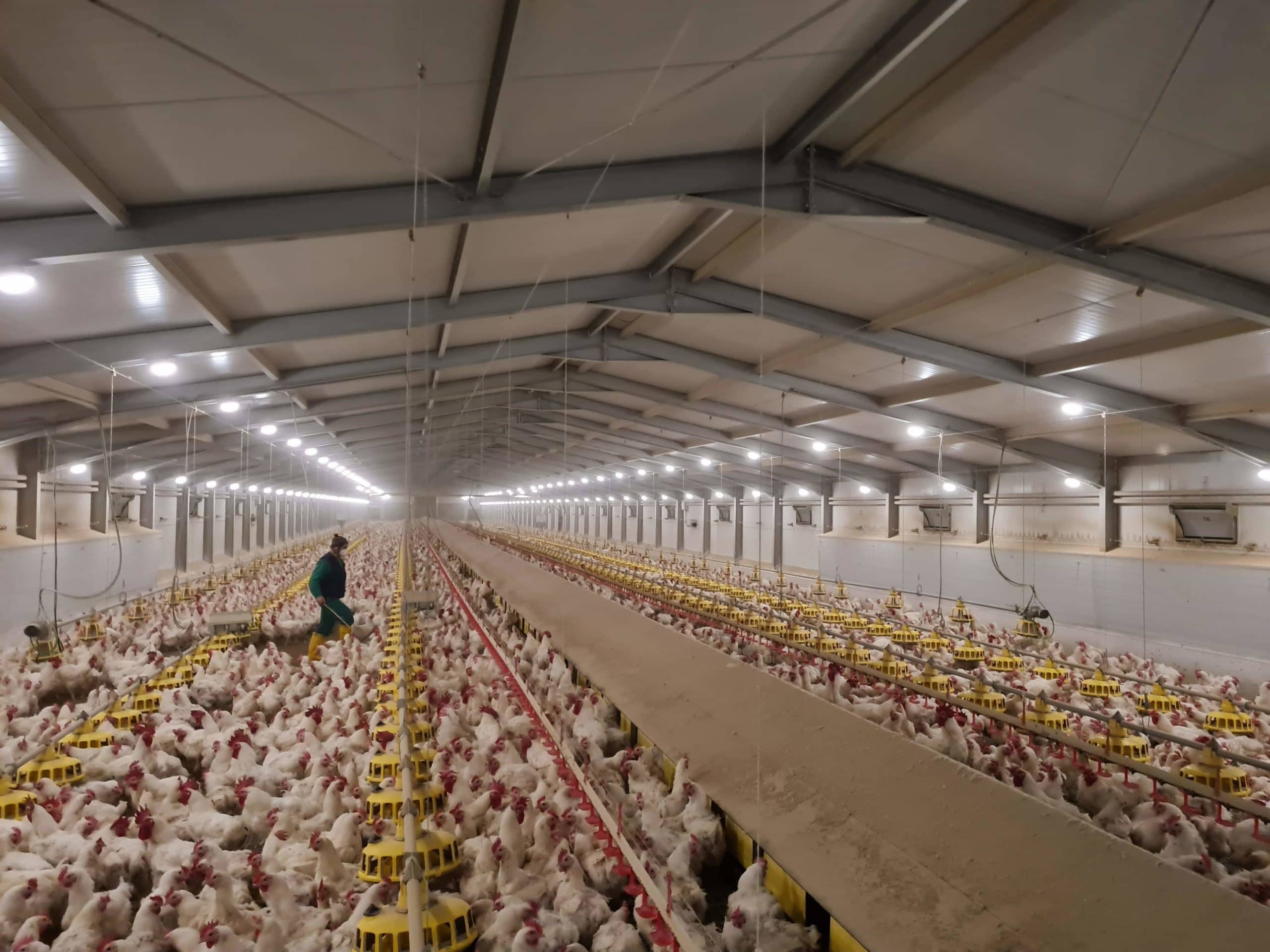 chicken-farming-with-solar-energy-featured